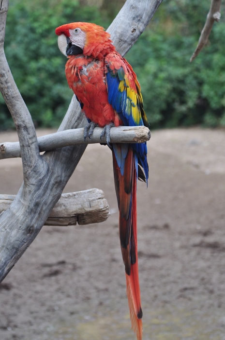 the scarlet macaw